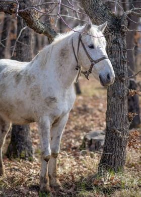 Horse in the forest