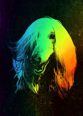 Afghan Hound Colorful