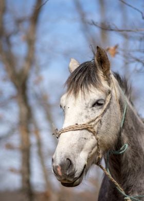 Horse in the forest