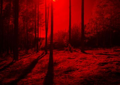 INFRARED FOREST 3