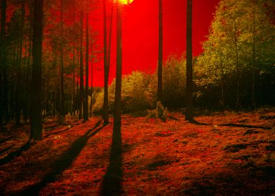 INFRARED FOREST 4