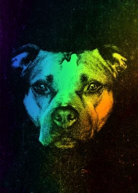 American Pit Bull Colorful