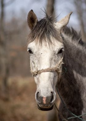 Horse in the forest