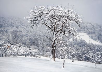 Karpathian rural winter