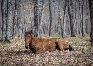 Horse in the forest