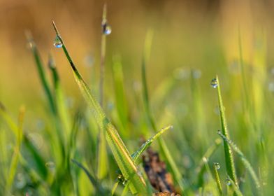 Morning dew drops