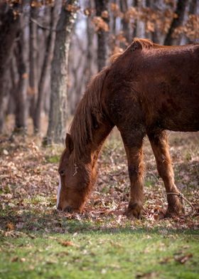 Brown horse in the forest 