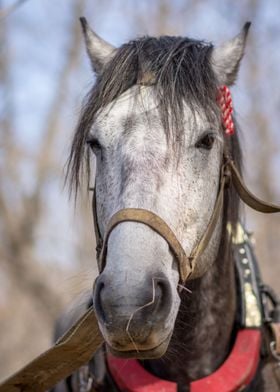 Beautiful Horse 