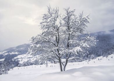 Karpathian rural winter