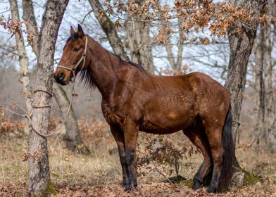 Horse in the forest 