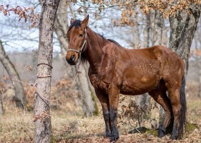 Brown Horse 