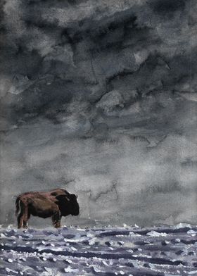 Solitary Bison