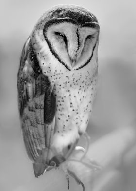 Barn Owl