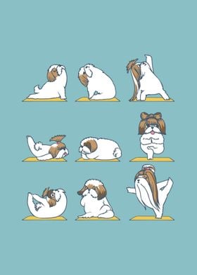 Shih Tzu Yoga