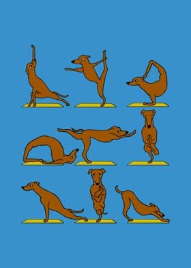 Greyhound Yoga