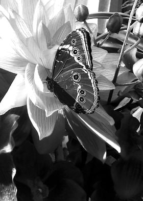 Black and white butterfly