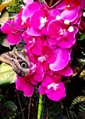 Butterfly + pink orchids