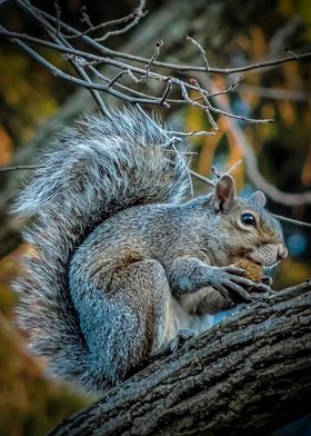 Autumn Snack