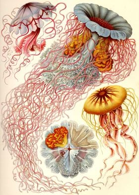 Jellyfish  Ernst Haeckel