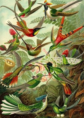 Colibri  Ernst Haeckel