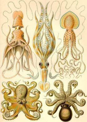Gamochonia  Ernst Haeckel 
