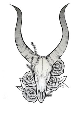 Antelope skull