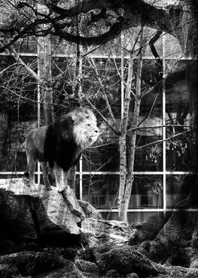 Lion in black and white 