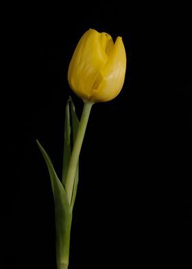 Yellow Tulip