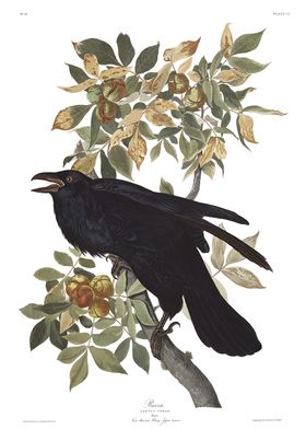 Raven  John James Audubon