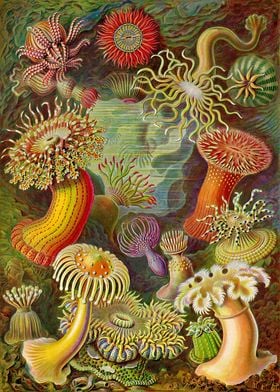 Sea anemone  Ernst Haecke