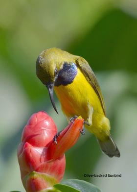 Olive backed Sunbird