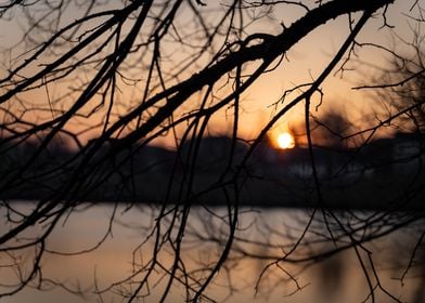 Peeking Through the Branch