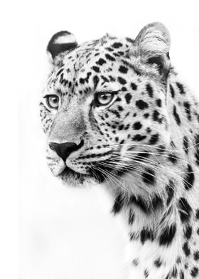 jaguar head poster