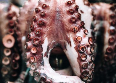 Pulpo