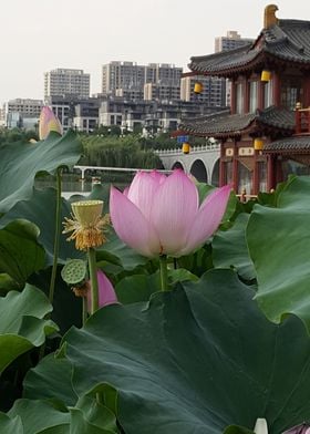 Lone Lotus
