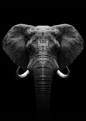 Elephant head art 