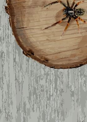 Spider on a log