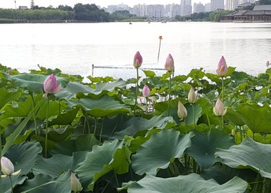 Lotuses Waiting to Bloom