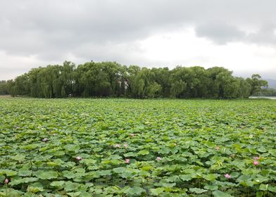 Lotuses on the Lake 3