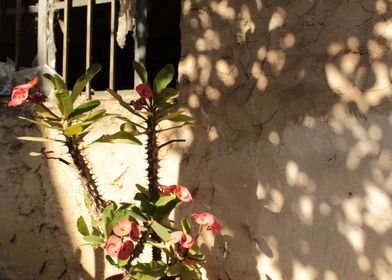 FLORES EN EL ABANDONO