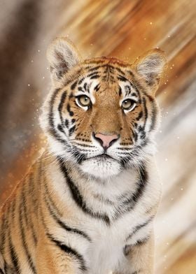 Tiger 5