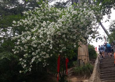 The Flowers of Hua Shan