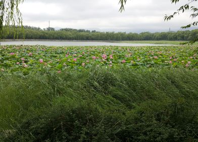 Lotuses on the Lake