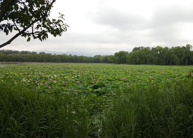 Lotuses on the Lake 2