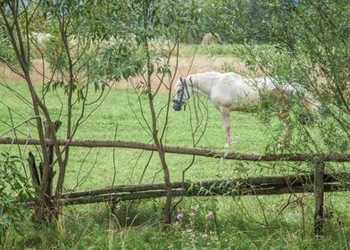 White horse