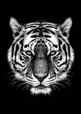 Tiger head art 