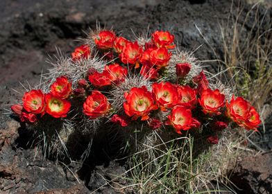 Red Cactus Blossoms