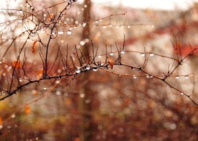 Rain drops on a branch