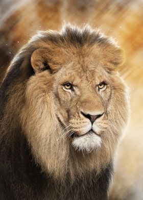 Lion 4