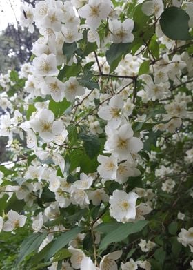 White Flowers of Hua Shan